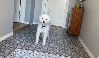 Hund som står alene i gangen.