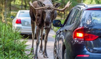 Elg som går mellom biler i trafikk.