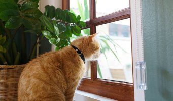 Katt i vinduskarmen som ser etter sin eier