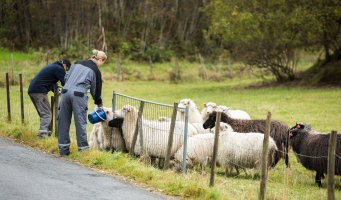 Bildet viser to bønder som mater sauer