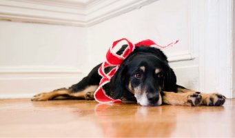 Hund med rød sløyfe. Ligger på gulvet.