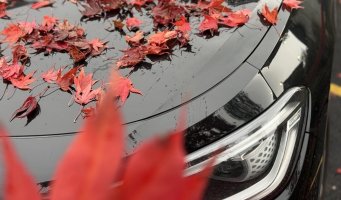 Røde løvblader ligger på panseret til en svart bil