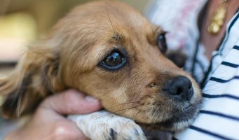 Hund i armene på eier