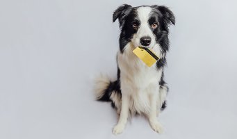 En hund med kredittkort i munden.