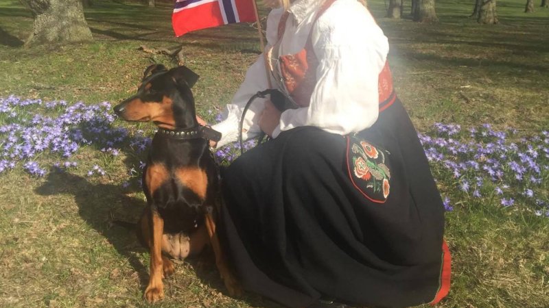 17. mai. Bunad. Hund. Flagg. Gress. Sol