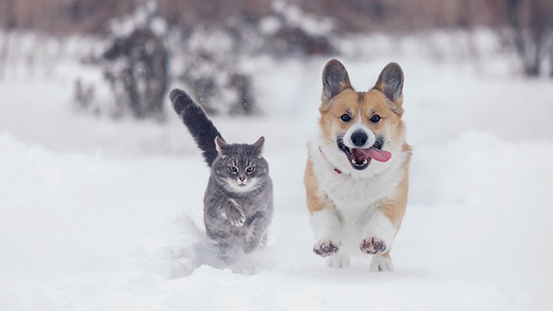 Katt og hund som løper i vinterlandskap.
